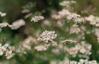 Ангелика растение