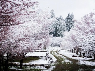 Снег в Японии