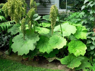 Растение с большими листьями