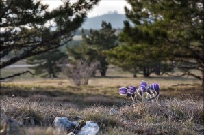 Сон трава Крым