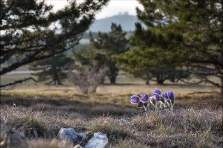 Сон трава Крым