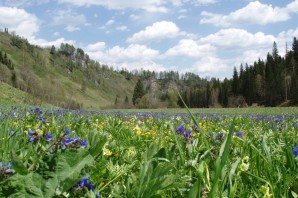Растения Кемеровской области