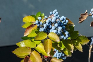 Кустарник с синими ягодами