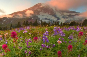 Горные цветы