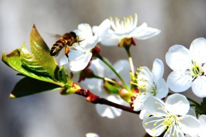 Пчела на вишне