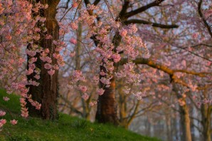 Вишня в саду