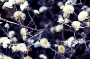 Пушистые цветы