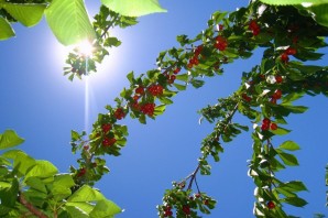 Черешневый сад