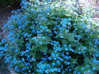 Брунелла цветок