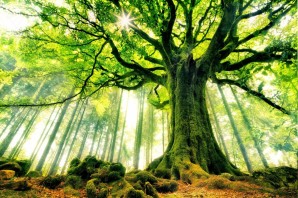 Дерево мира
