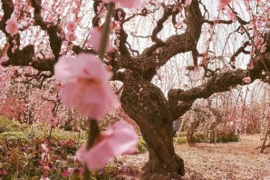 Деревья весной