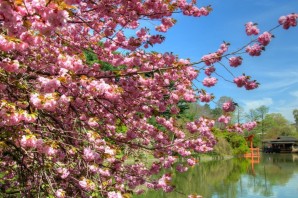 Цветущая Весна