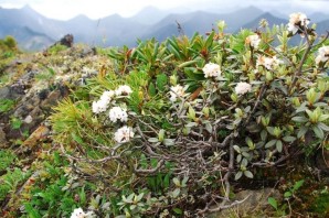 Саган дайля растение