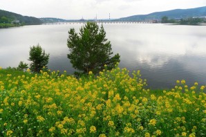 Лекарственные растения Башкортостана