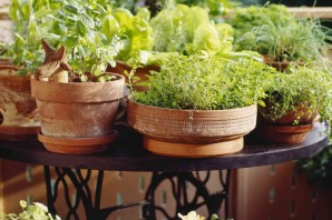 Пряные травы в горшках