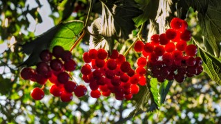 Калина красная куст