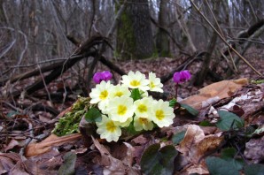 Первоцветы Крыма