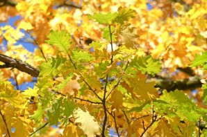 Лист дуба летом и осенью