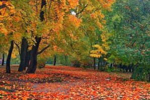 Осень октябрь