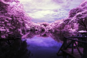 Фиолетовое дерево