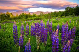 Травы России