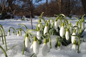 Открытки с подснежниками