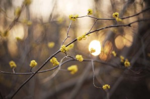Доброе утро ранняя Весна