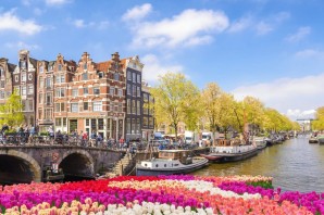 Амстердам цветы