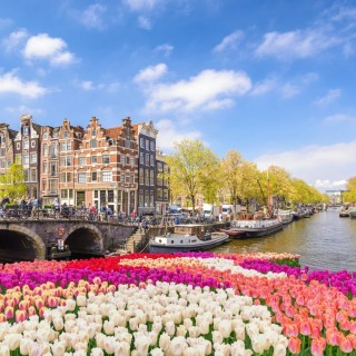 Амстердам цветы