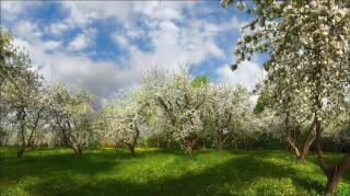 Яблоневые сады в Тульской области