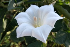 Луноцвет цветок