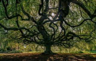 Самый старый дуб в мире