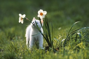 Сумасшедшая Весна