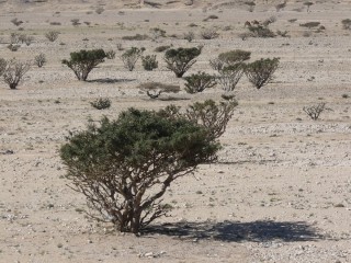 Джузгун растение пустыни