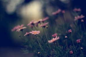 Милые цветы