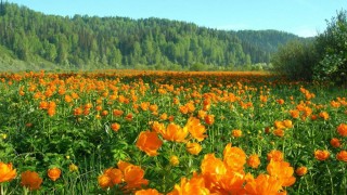 Жарки цветы Сибири