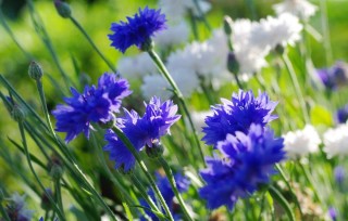 Василек горный