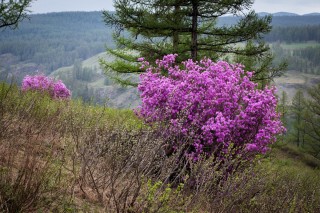 Багульник растение