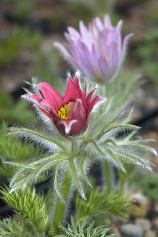 Пульсатилла цветок