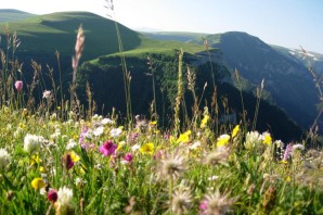 Лекарственные растения Крыма