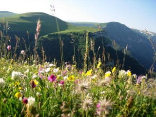 Лекарственные растения Крыма