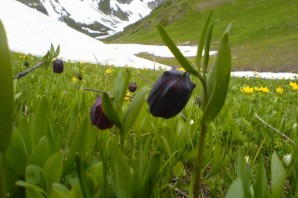 Долина чёрных тюльпанов Абхазия