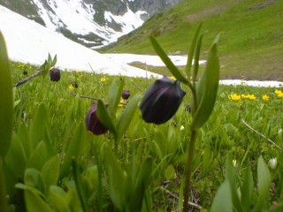 Долина чёрных тюльпанов Абхазия