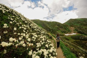Долина черных тюльпанов Абхазия