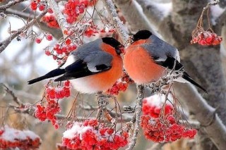 Снегири зимой