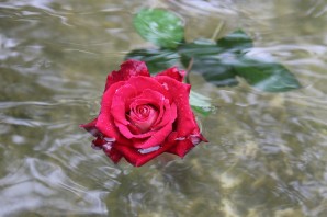 Розы в воде