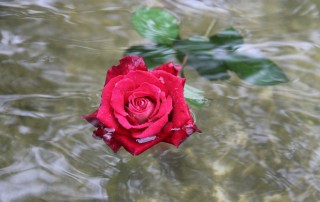 Розы в воде