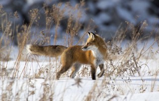 Охота зимой