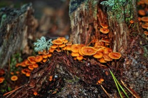 Грибы на пнях
