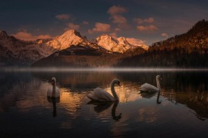 Красивые лебеди на озере